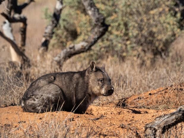 Wombats' deadly bums: how they use their 'skull-crushing' rumps to fight, play and flirt