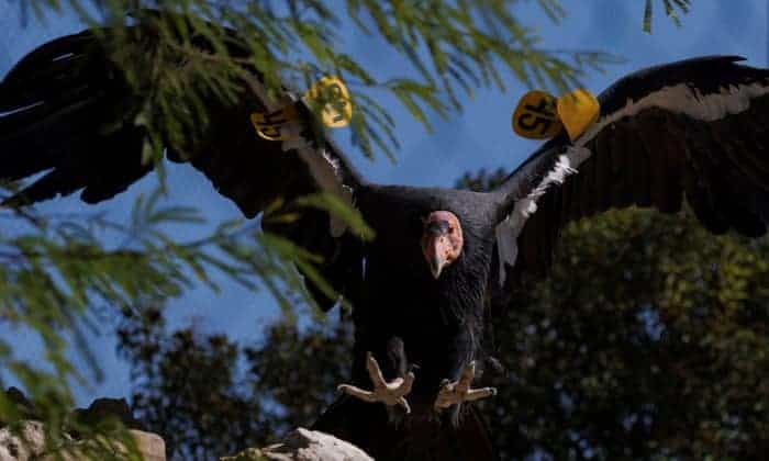 ‘Wondrous and amazing’: female California condors can reproduce without males