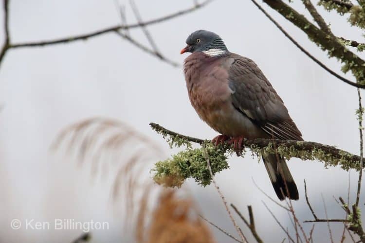 Wood-pigeon Columba palumbus