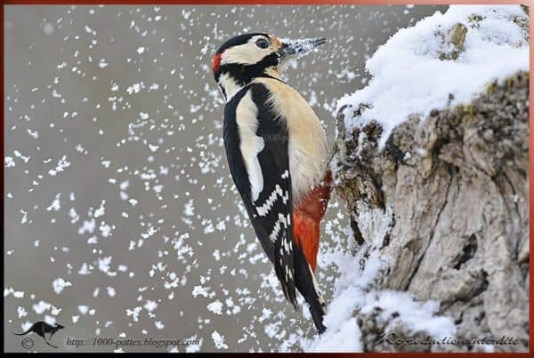 The Great spotted woodpecker in the snow