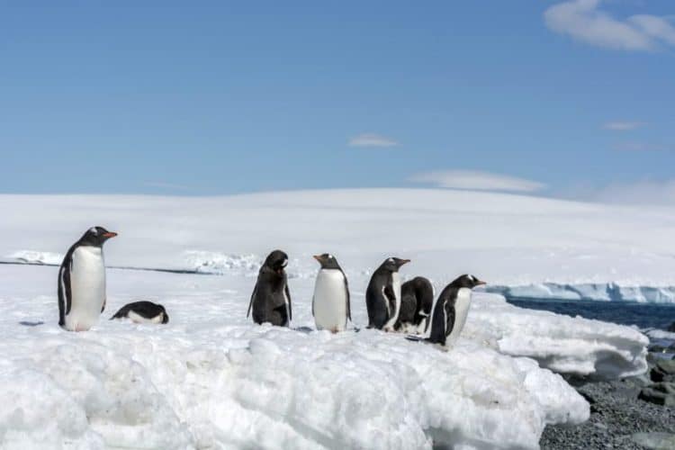 World’s Largest Iceberg on Course to Hit Penguin Populations