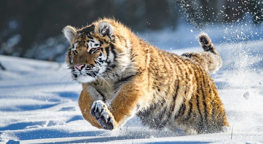 World's last wild Siberian tigers threatened by illegal logging, global