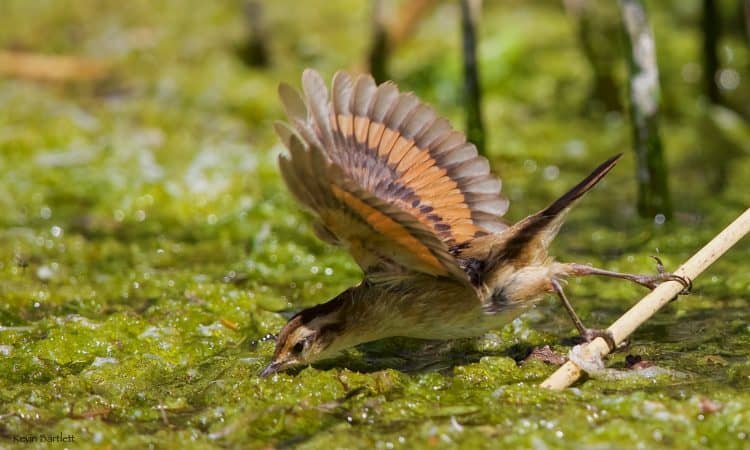 Wren-like Rushbird