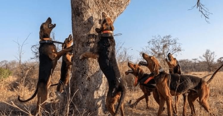 Beagles and bloodhounds have been trained to protect endangered rhinos from poachers