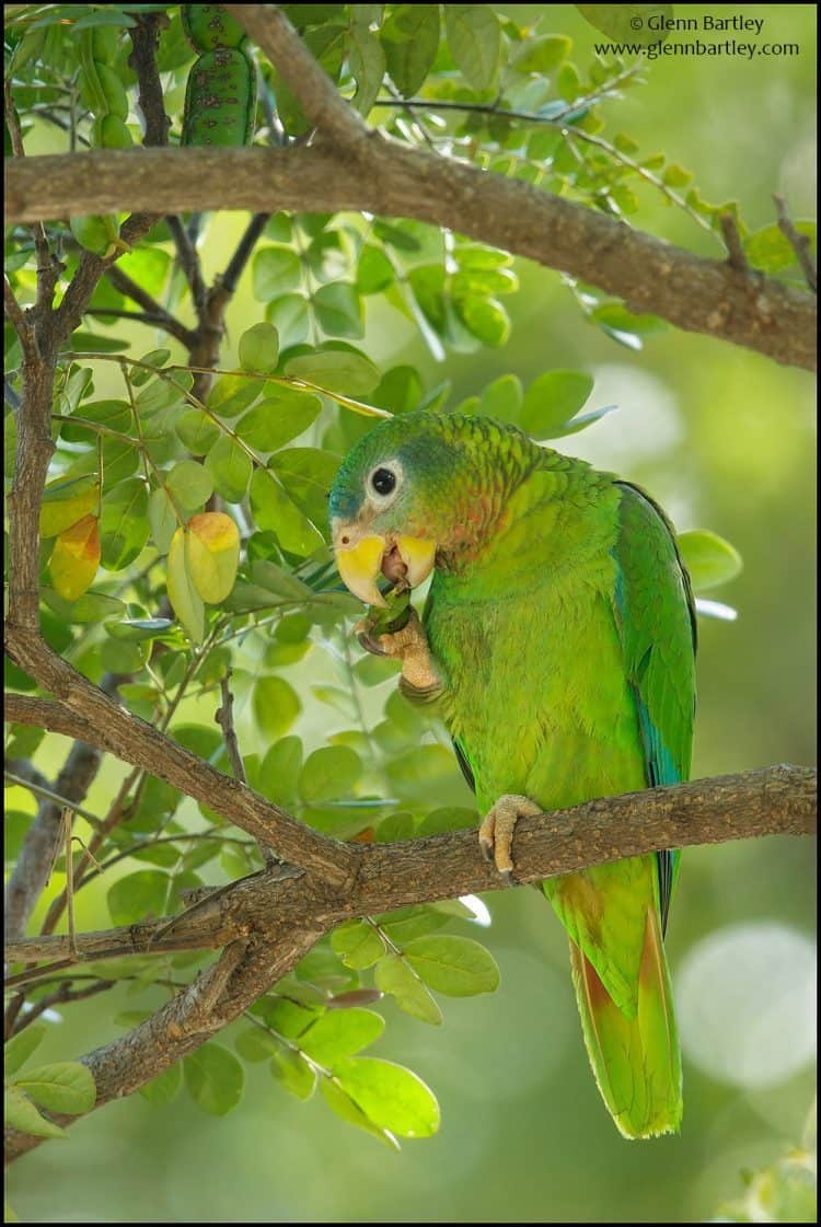 Yellow-billed Parrot (Amazona collaria)