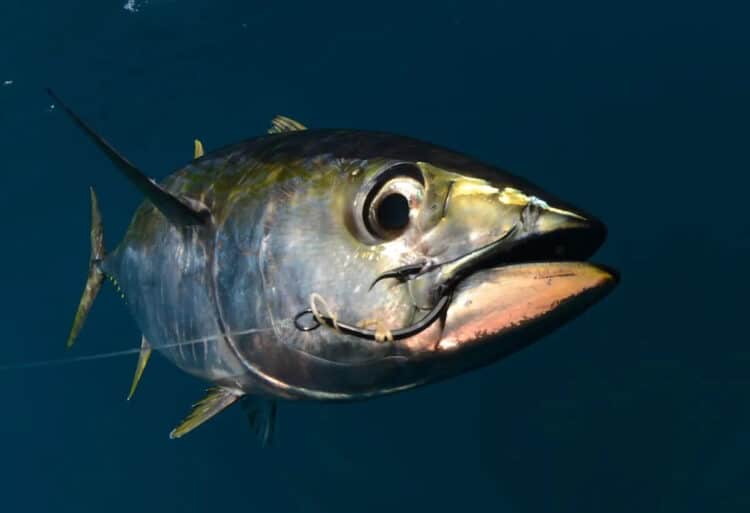 A yellowfin tuna with a hook in its mouth. FtLaudGirl / iStock / Getty Images Plus