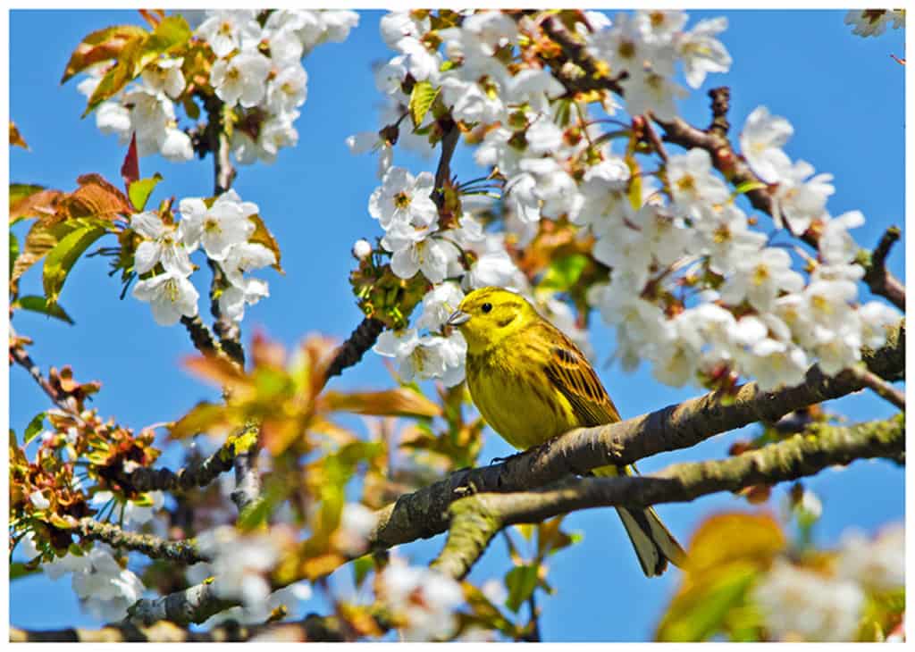 Yellowhammer in the Blossom!