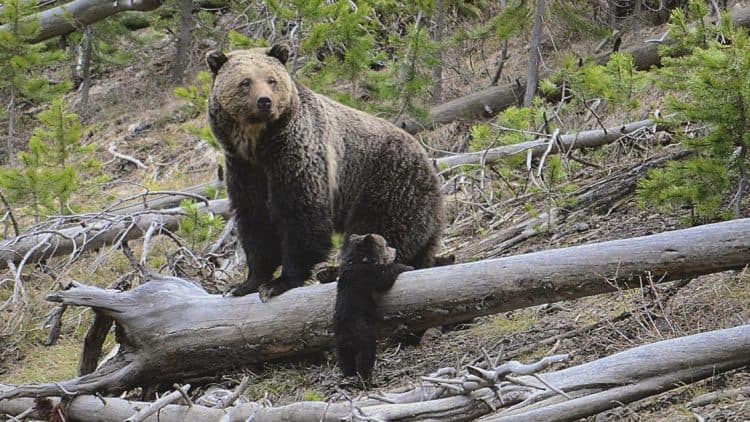 Yellowstone grizzly bears being killed to protect Wyoming cows