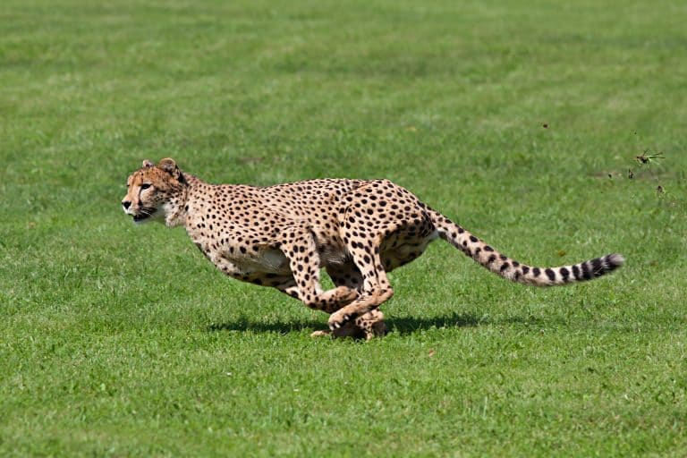 Yet Another Zookeeper Injured After Cheetah Attack