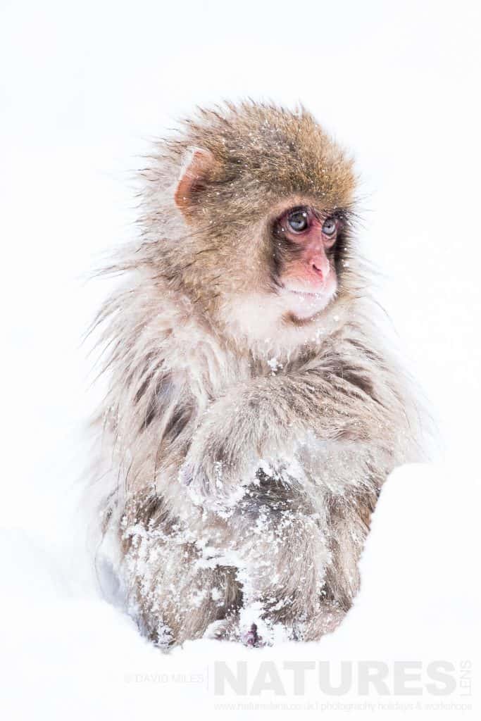 Young Snow Monkey of the Jigokudani Valley