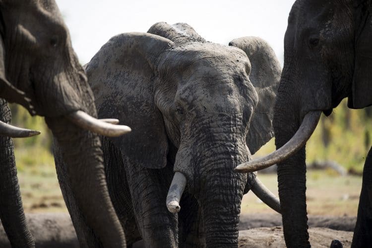 POLL: Zimbabwe Considers Mass Elephant Killing, First Time Since 1988
