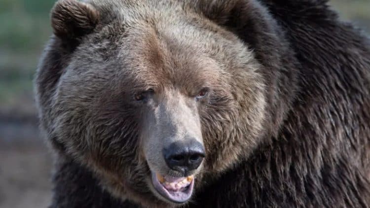 2 hunters fined $22,000 for killing grizzly bear at Alberta hunting camp, threatening witness with axe
