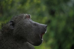 Dominant Chacma Baboon