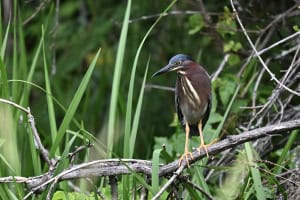 The Green Heron
