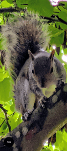 Grey Squirrel Eating a Peanut