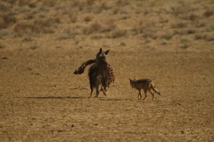 Brown Hyena and Its Trophee 