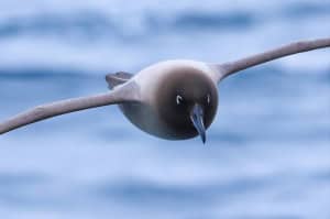 Light-mantled Albatross 