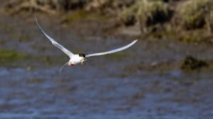 Tern