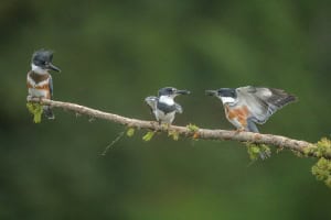 Three Kingfishers on the Same Perch