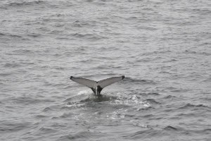 A Whale of a Time!