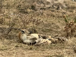 A Faithful Mum