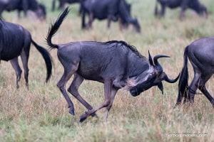 Wildebeest at Play