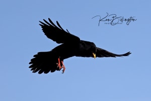 Alpine Chough