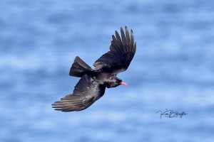 Chough