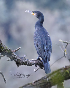 Cormorant
