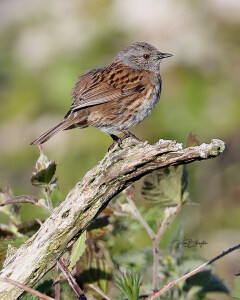 Dunnock