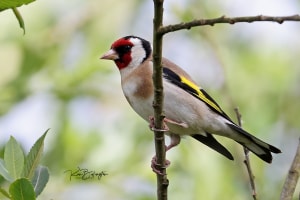 Goldfinch