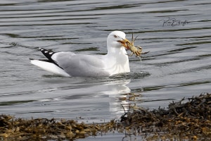 Herring Gull