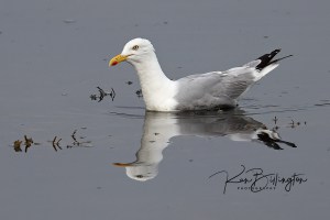 Herring Gull