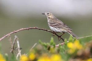 Meadow Pipit