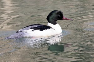 Merganser