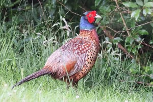 Pheasant
