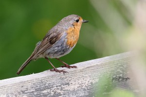 Robin Readbreast