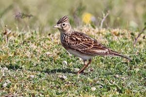 Skylark