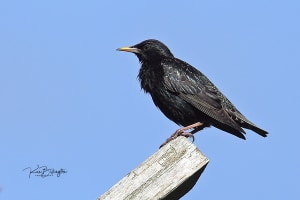 Starling