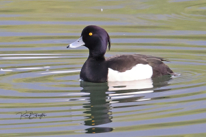 Tufted Duck
