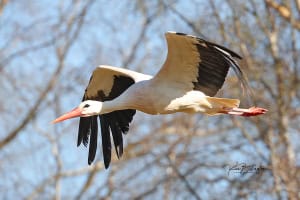 White Stork in Flight