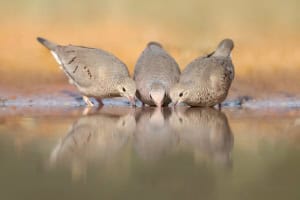Common Ground-doves