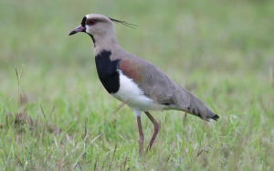 southern-lapwing-vanellus-chilensis-lampronotus