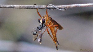 Insects of Central America