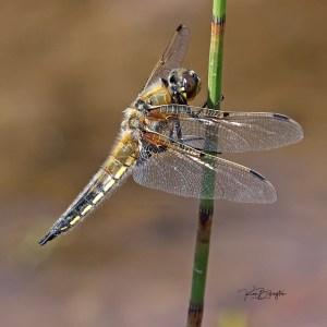 Insects of Europe