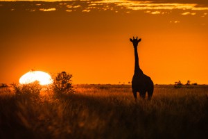 Mammals of South America