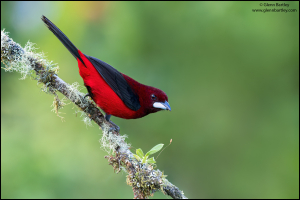 Crimson-backed Tanager 