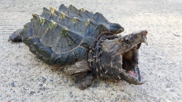 Alligator Snapping Turtle May Be Added to Endangered List