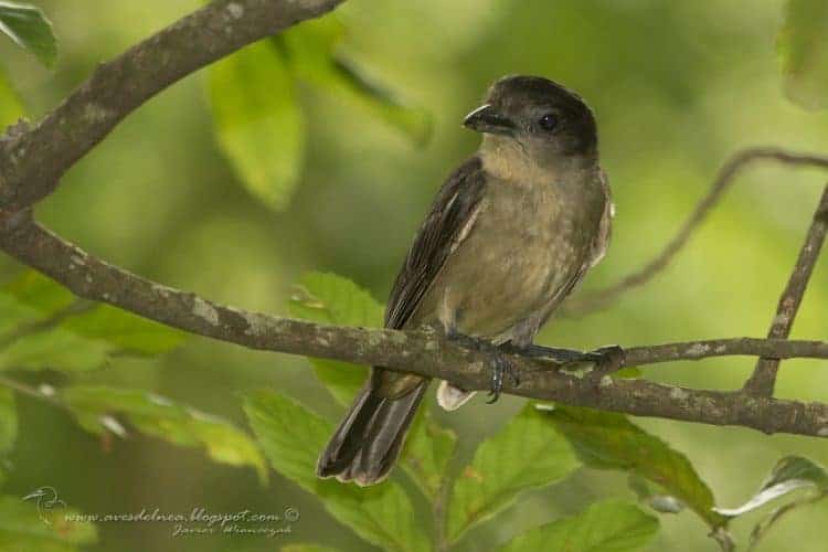 Anambé grande (Crested Becard) Pachyramphus validus