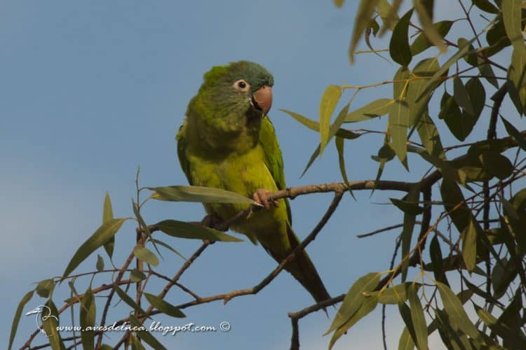 Calancate común (Blue-crowned Parakeet) Thectocercus acuticaudatus